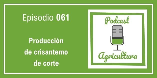 061 Producción de crisantemo de corte