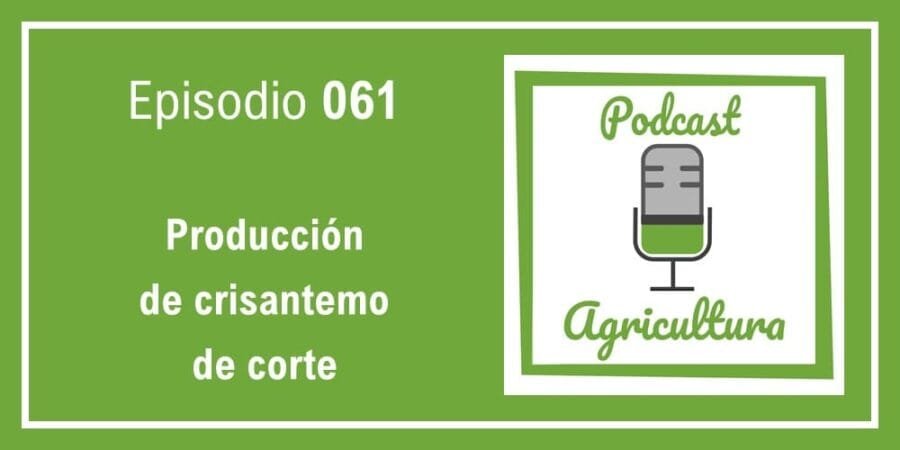 Episodio 061: Producción de crisantemo de corte