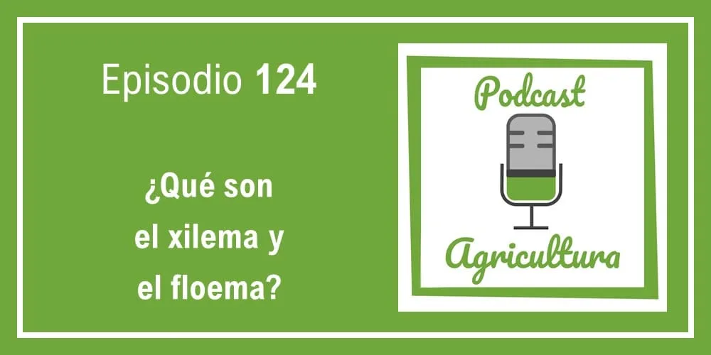 Episodio 124: ¿Qué son el xilema y el floema?