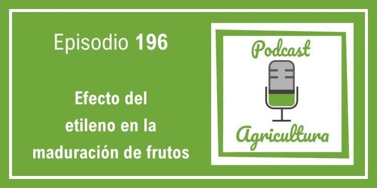 196 Efecto del etileno en la maduración de frutos