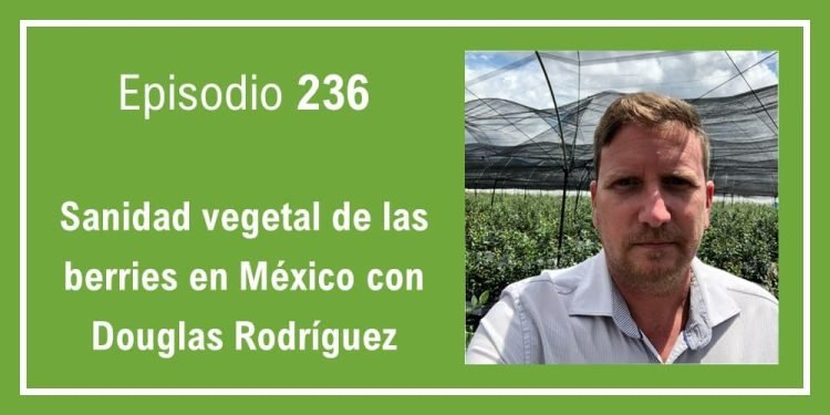 236 Sanidad vegetal de las berries en México con Douglas Rodríguez