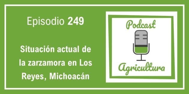 249 Situación actual de la zarzamora en Los Reyes, Michoacán