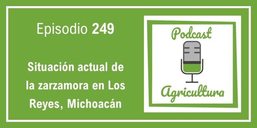 Episodio 249: Situación actual de la zarzamora en Los Reyes, Michoacán