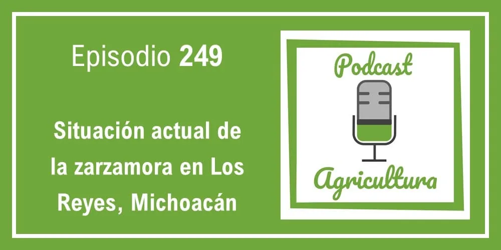 Episodio 249: Situación actual de la zarzamora en Los Reyes, Michoacán