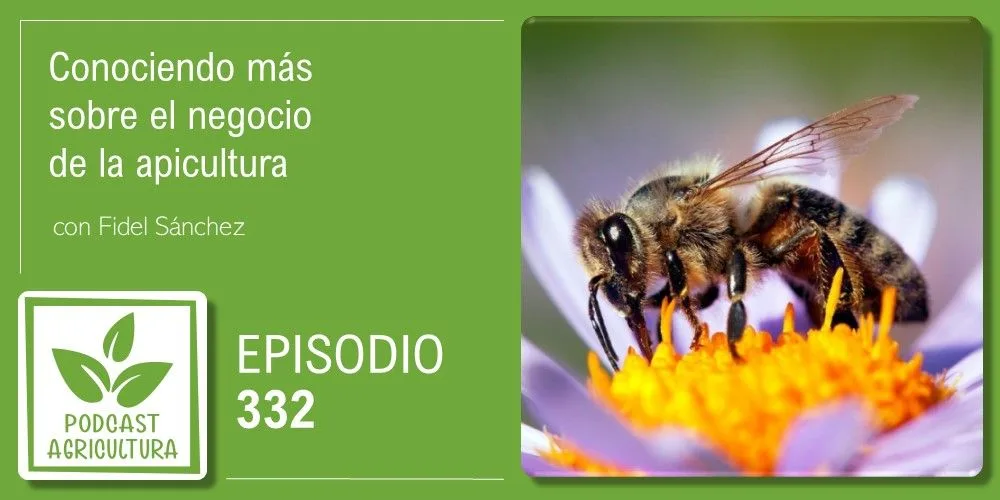 Episodio 332: Conociendo más sobre el negocio de la apicultura con Fidel Sánchez