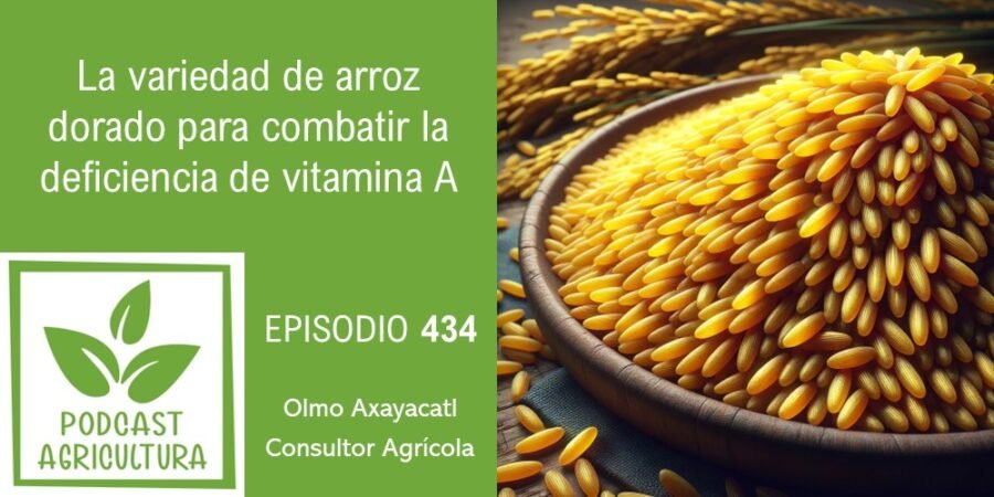Episodio 434: La variedad de arroz dorado para combatir la deficiencia de vitamina A