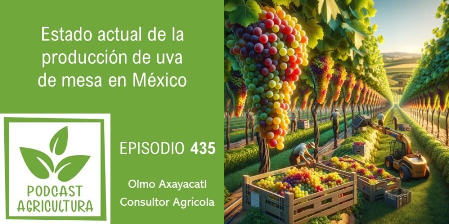 Episodio 435: Estado actual de la producción de uva de mesa en México