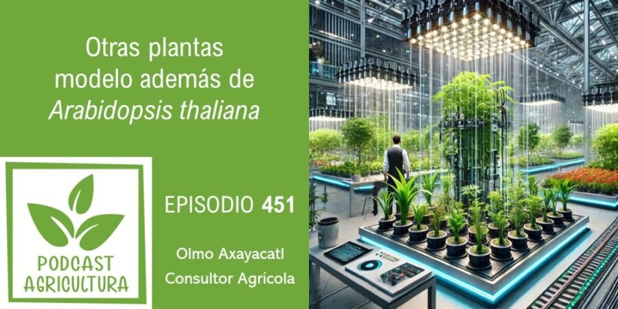 Episodio 451: Otras plantas modelo además de Arabidopsis thaliana