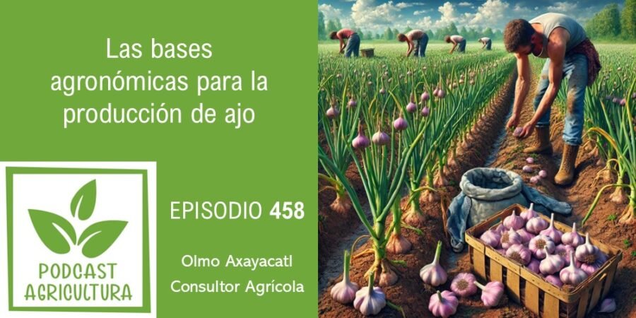 Episodio 458: Las bases agronómicas para la producción de ajo
