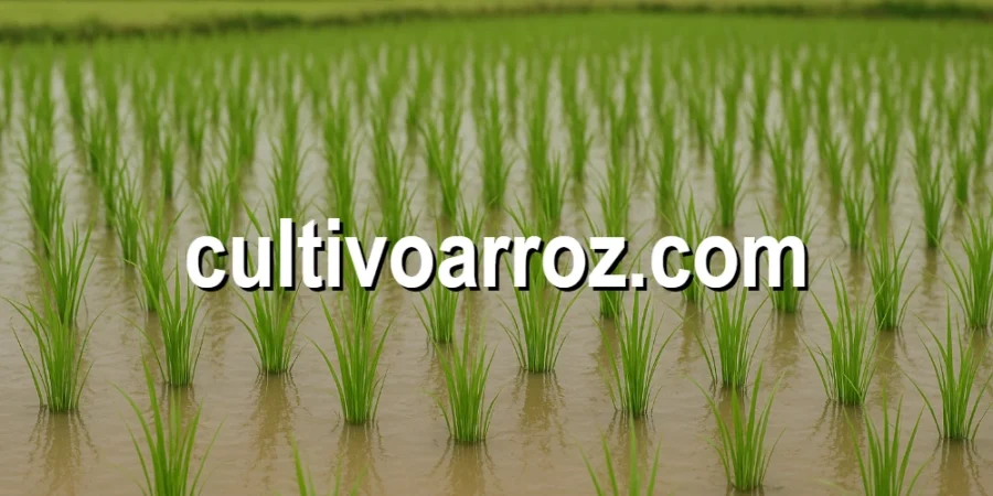 Información sobre el cultivo de arroz