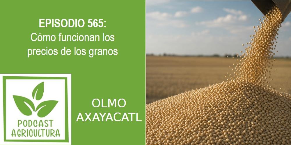 Episodio 565: Cómo funcionan los precios de los granos