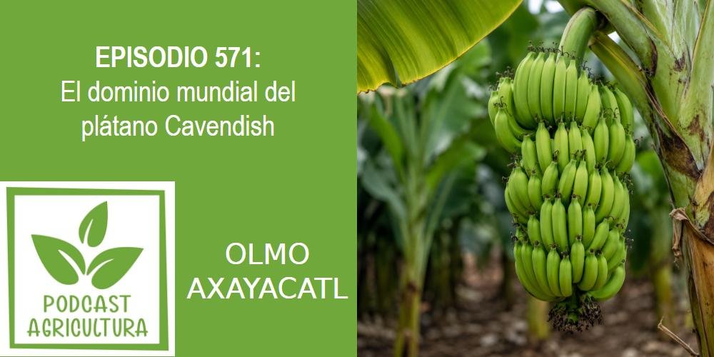 Episodio 571: El dominio mundial del plátano Cavendish