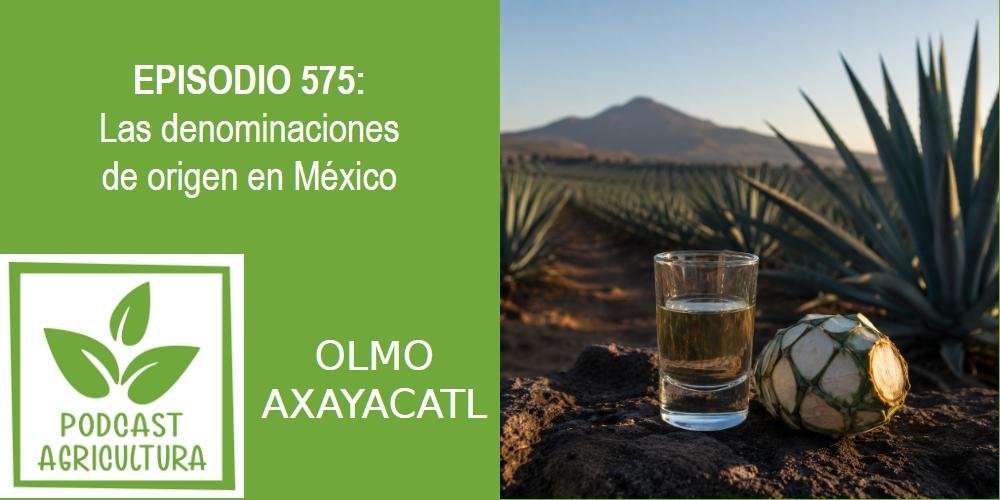 Episodio 575: Las denominaciones de origen en México