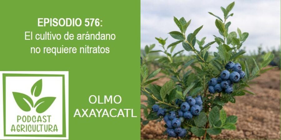 Episodio 576: El cultivo de arándano no requiere nitratos