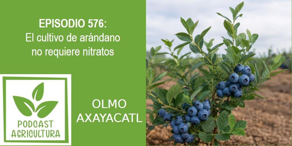 Episodio 576: El cultivo de arándano no requiere nitratos