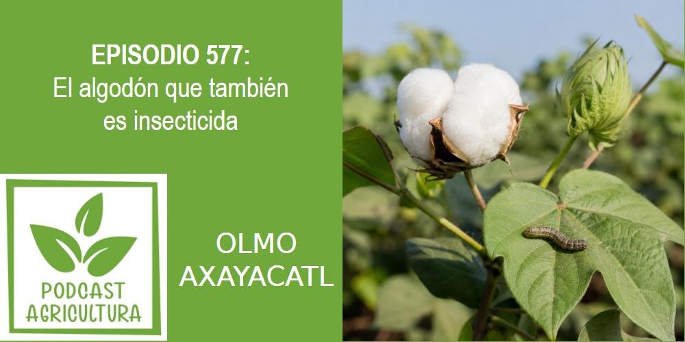 Episodio 577: El algodón que también es insecticida