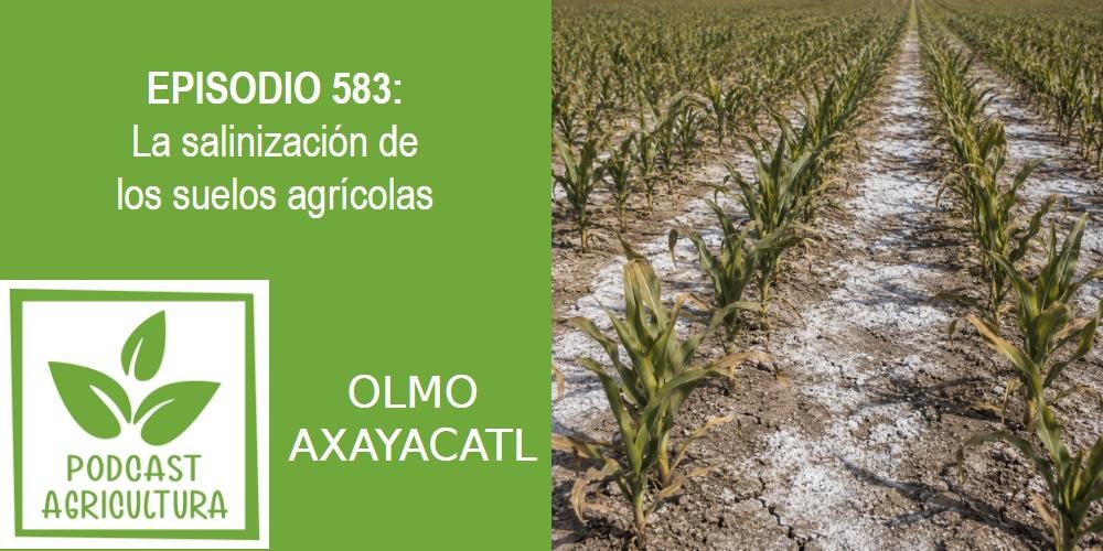 Episodio 583: La salinización de los suelos agrícolas