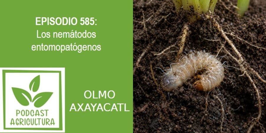 Episodio 585: Los nemátodos entomopatógenos