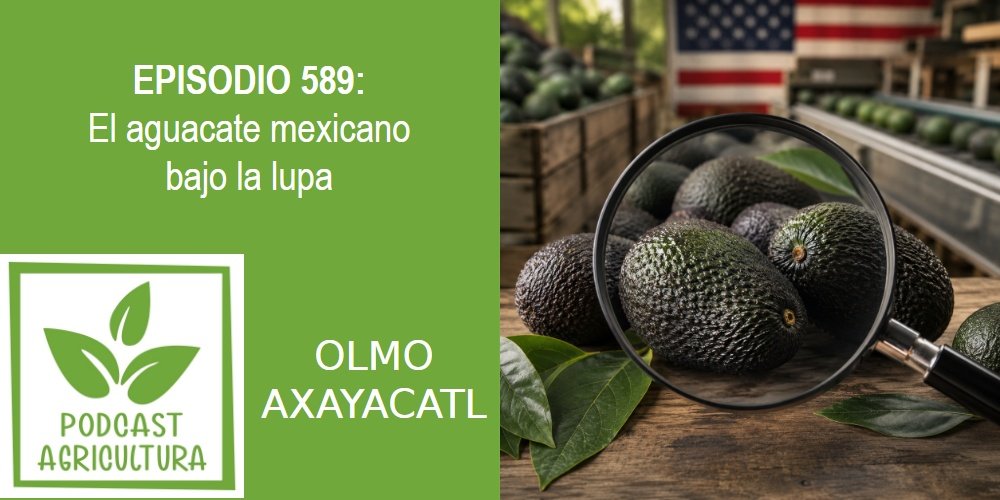 Episodio 589: El aguacate mexicano bajo la lupa