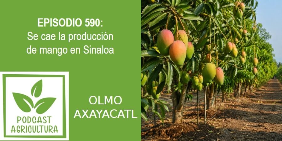 Episodio 590: Se cae la producción de mango en Sinaloa