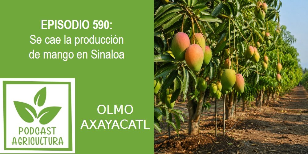 Episodio 590: Se cae la producción de mango en Sinaloa
