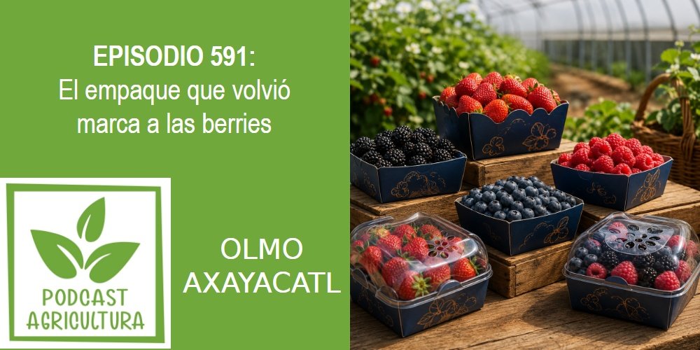Episodio 591: El empaque que volvió marca a las berries