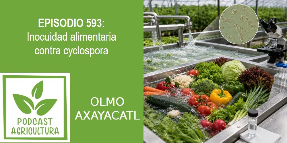 Episodio 593: Inocuidad alimentaria contra cyclospora