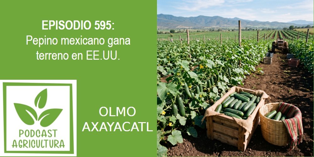 Episodio 595: Pepino mexicano gana terreno en EE.UU.