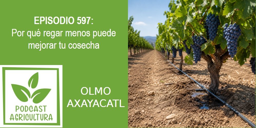 Episodio 597: Por qué regar menos puede mejorar tu cosecha