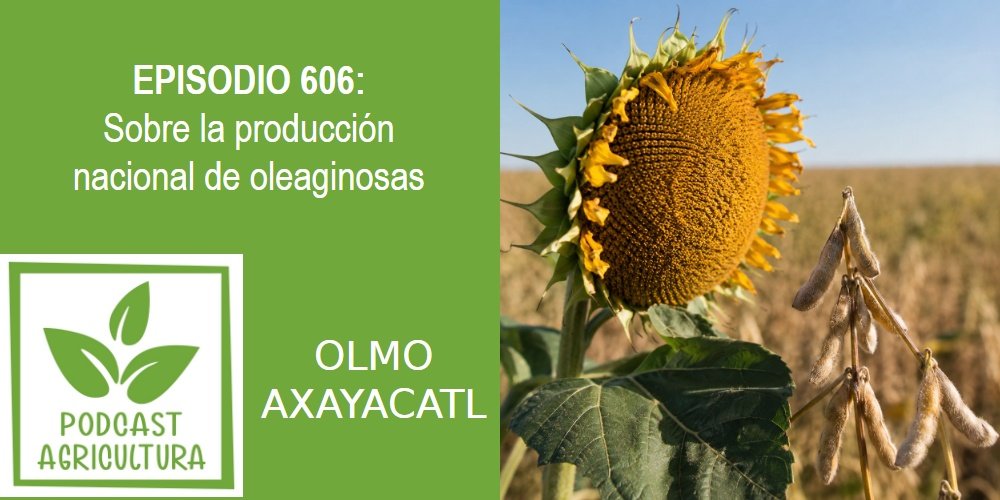 Episodio 606: Sobre la producción nacional de oleaginosas
